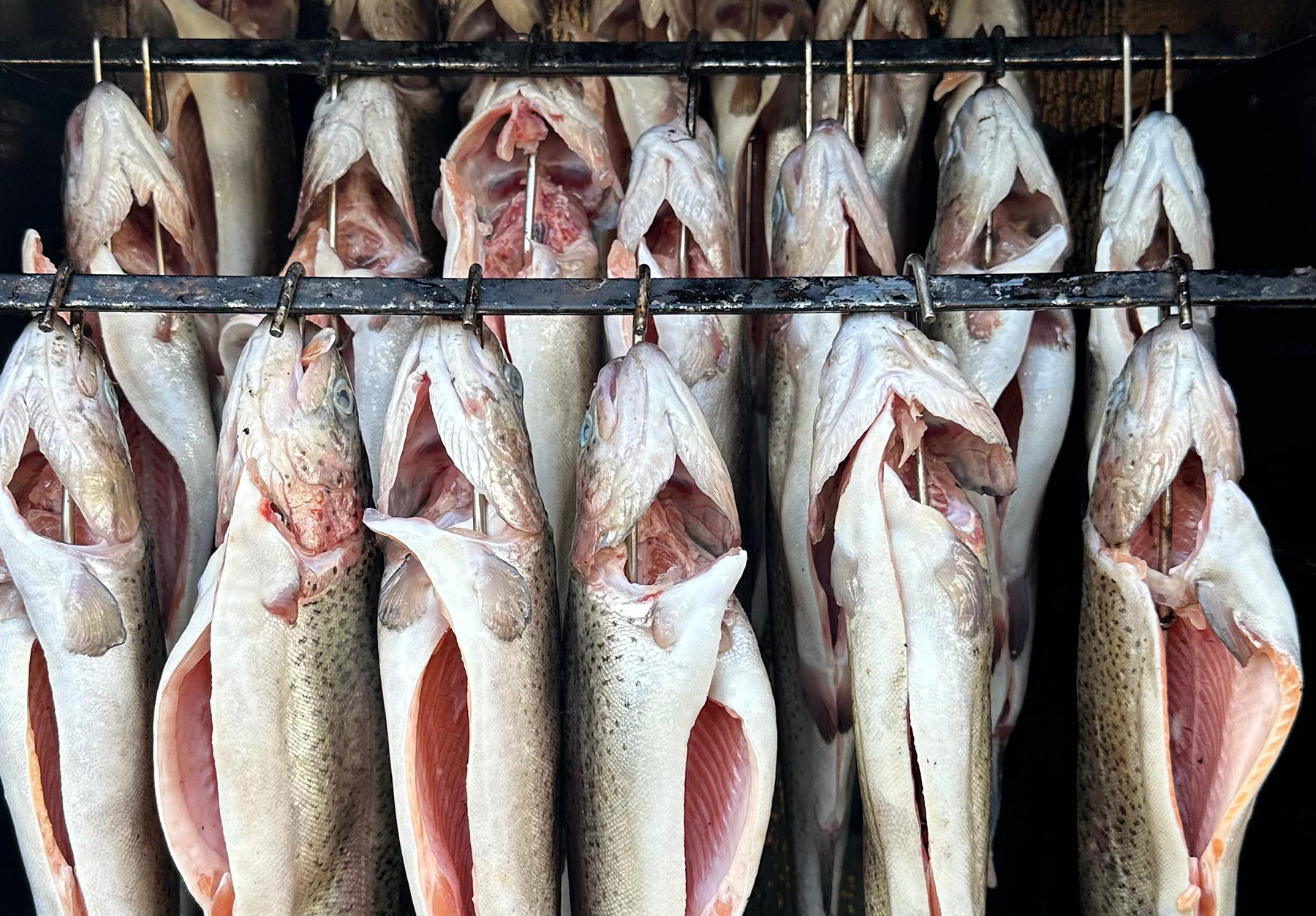 Fisch der geräuchert wird